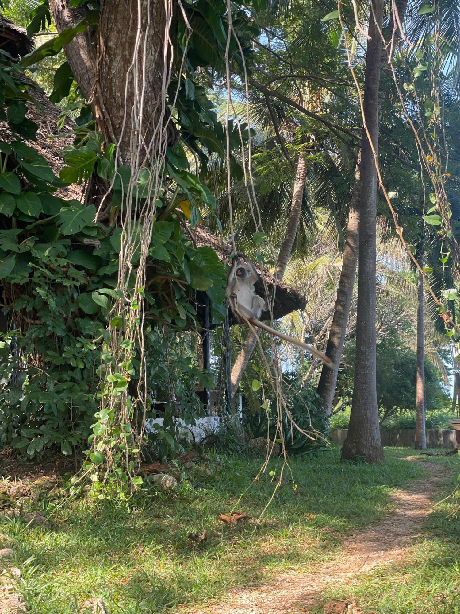 Mbweni Ruins & Gardens Previously Jungle Paradise Zanzibar Exterior photo